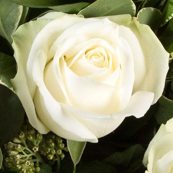 Dozen Long Stemmed White Roses Jackie's Florist Dublin