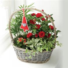 Festive Planted Basket